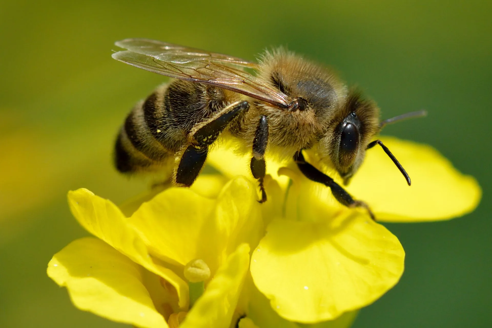 Las abejas, pequeñas guardianas de nuestro juego