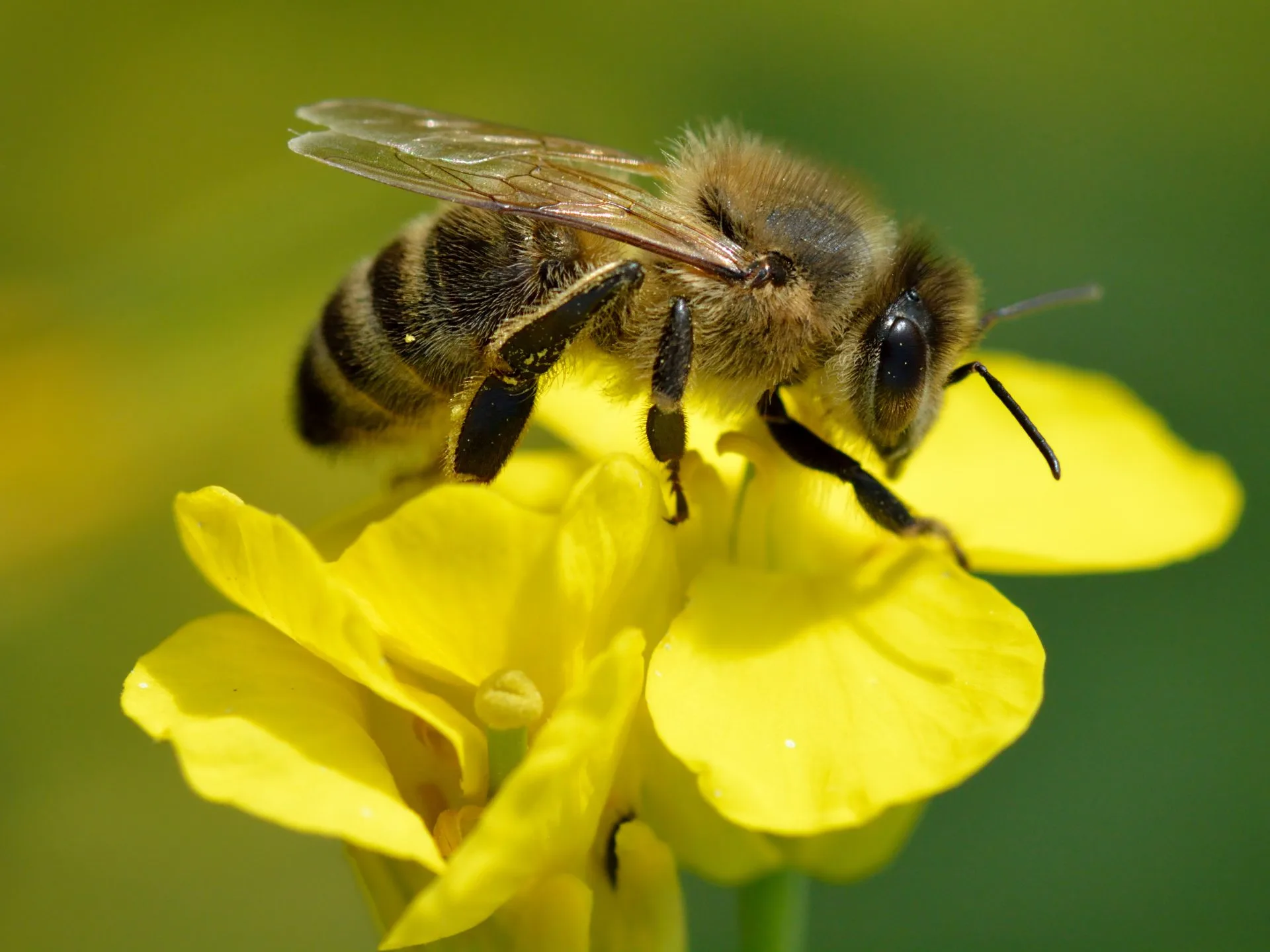 Bees, the small Guardians of Our Game